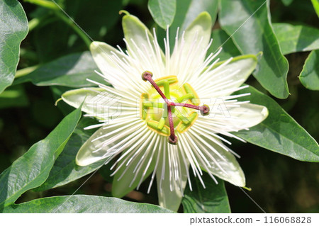 Passionflower flower Passionflower flower 116068828