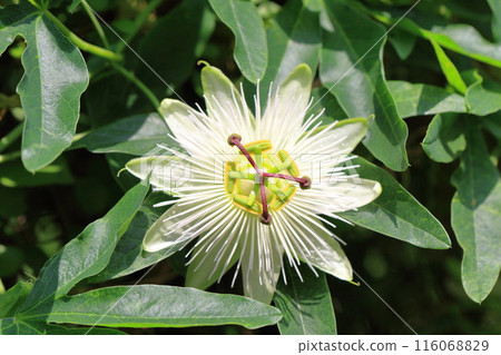 Passionflower flower 116068829