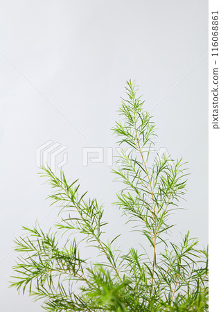 The photo for advertising with tea tree plant ingredient with green color standing out of white background, space for adding text and elements of designing, front view The photo for advertising with tea tree plant ingredient with green color standing out of white background, space for adding text and elements of designing, front view 116068861