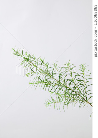 The tea tree themed advertising background photo was taken from a front angle. Tea tree is a natural ingredient that has the ability to cleanse the skin and fade acne scars 116068865