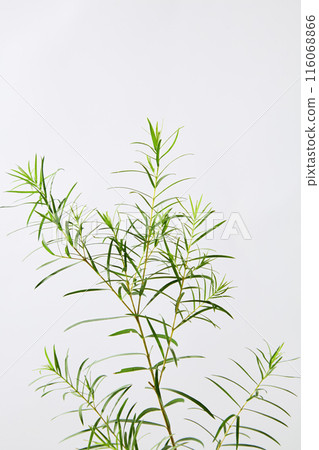 The photography of tea tree plant ingredient, which is one of popular ingredient for nature cosmetic manufacturing. Green color of tea tree standing out on white background, empty space for design The photography of tea tree plant ingredient, which is one of popular ingredient for nature cosmetic manufacturing. Green color of tea tree standing out on white background, empty space for design 116068866