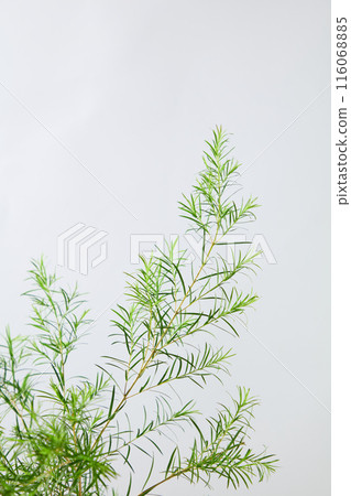 Unique photo template for beauty care product promotional poster, which made from tea tree ingredient. Tea tree oil has skin-soothing properties and is also an antioxidant Unique photo template for beauty care product promotional poster, which made from tea tree ingredient. Tea tree oil has skin-soothing properties and is also an antioxidant 116068885