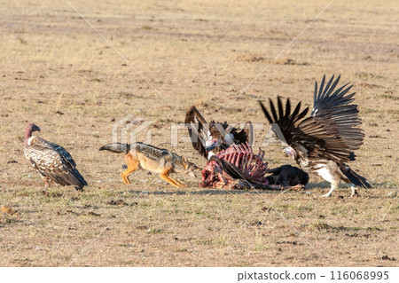 Vulture feeding and jackal on a kill. Masai Mara National Park, Kenya 116068995