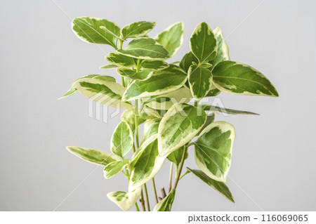 Small interior green 116069065