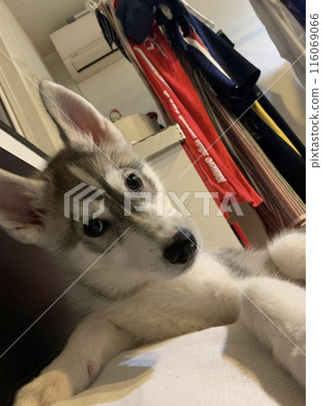 Siberian Husky, Hasu Swamp, Puppy, Puppy, Angel with a Tail 116069066