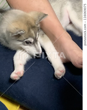 Siberian Husky, Hasu Swamp, Puppy, Puppy, Angel with a Tail Siberian Husky, Hasu Swamp, Puppy, Puppy, Angel with a Tail 116069075