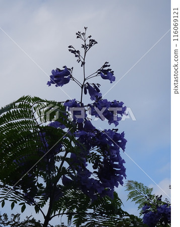 Tropical flowers and white clouds Tropical flowers and white clouds 116069121