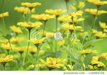 A butterfly flying in search of nectar in a field of yellow flowers 116069198