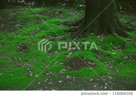 Moss on the forest floor Moss on the forest floor 116069208
