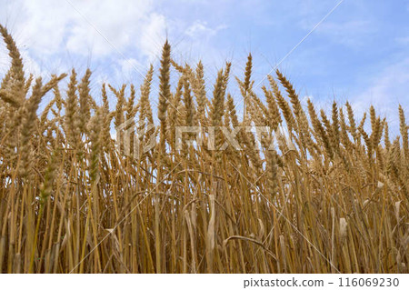 Ripened wheat ears against a blue sky Ripened wheat ears against a blue sky 116069230