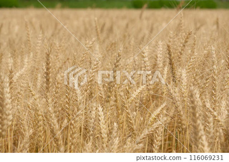 Golden ears of wheat 116069231