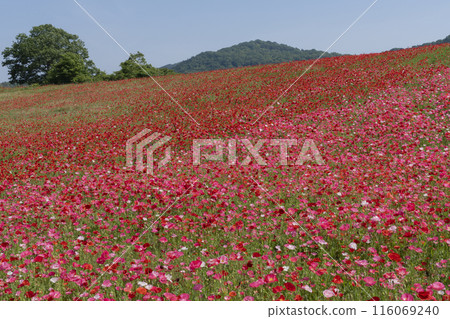 Poppy flower field 116069240