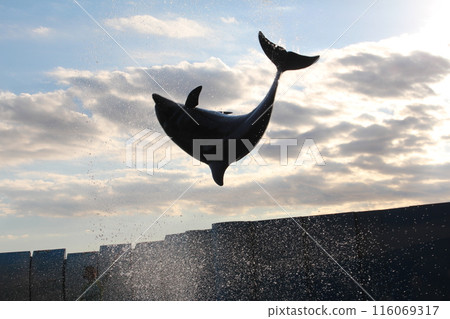 Aquarium dolphin show 116069317
