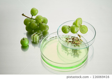 Close-up photo of two petri dishes in different sizes stacked of each other with green liquid, fresh grapes and grape seeds above, next to a bunch of green grapes, against white background Close-up photo of two petri dishes in different sizes stacked of each other with green liquid, fresh grapes and grape seeds above, next to a bunch of green grapes, against white background 116069416