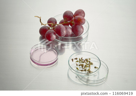 Close up shot at a white table top in laboratory with lab utensils and fresh grape displayed on. Petri dish in variety sizes contains grape seed, grape fluid and fresh grape, space for text Close up shot at a white table top in laboratory with lab utensils and fresh grape displayed on. Petri dish in variety sizes contains grape seed, grape fluid and fresh grape, space for text 116069419