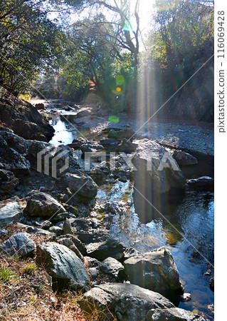 Sunlight filtering through the trees in the Tokigawa River valley 116069428
