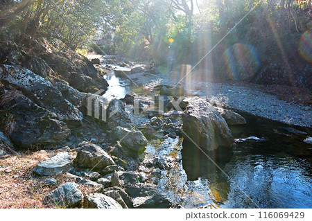 Sunlight filtering through the trees in the Tokigawa River valley 116069429