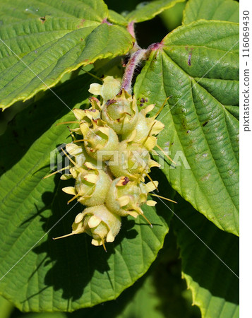 Tosa Mizuki in the sunlight (close-up of yellow-green Tosa Mizuki fruit on a branch) 116069430