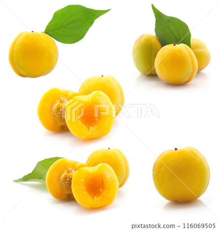 杏，白色背景 116069505
