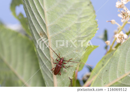 Thorny longhorn beetle Thorny longhorn beetle 116069512