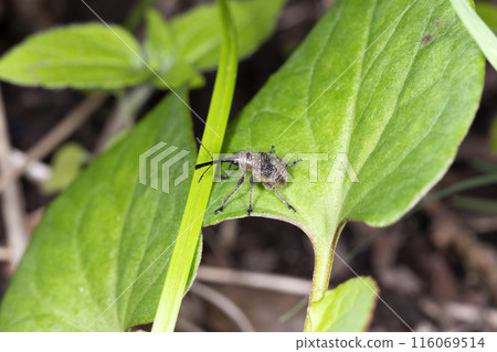 嗨Hiro Chokkiri 嗨Hiro Chokkiri 116069514