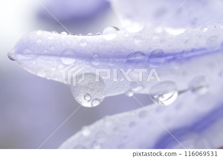 Flowers and water drops 116069531