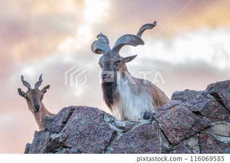 Markhor male and female on the rock. Latin name - Capra falconeri Markhor male and female on the rock. Latin name - Capra falconeri 116069585