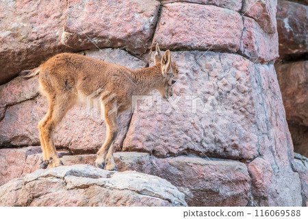 Young east caucasian tur male on the stone. Latin name - Capra cylindricornis. Young east caucasian tur male on the stone. Latin name - Capra cylindricornis. 116069588