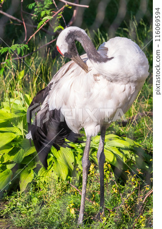 Red-crowned crane (Grus japonensis), also known as the Japanese crane or Manchurian crane. Red-crowned crane (Grus japonensis), also known as the Japanese crane or Manchurian crane. 116069594