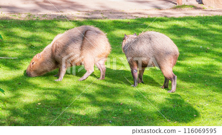 A large capybara walks on the green grass in the park A large capybara walks on the green grass in the park 116069595
