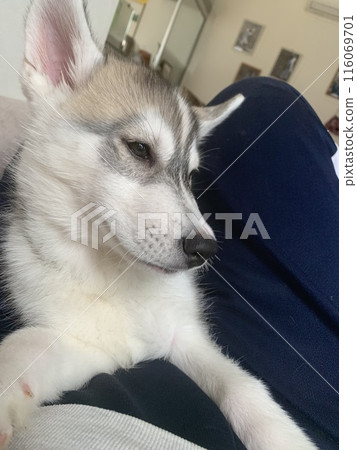 哈士奇 西伯利亞哈士奇 家庭犬 幼犬 大型犬 幼犬 哈士奇 西伯利亞哈士奇 家庭犬 幼犬 大型犬 幼犬 116069701