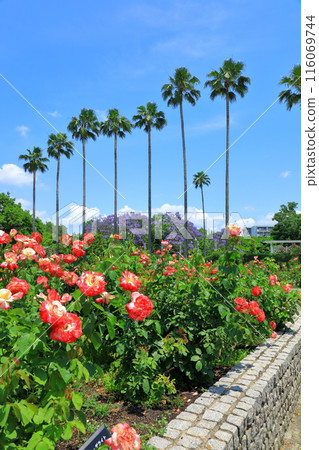 大阪市立長居植物園/玫瑰園 116069744