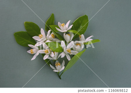 橘子花,灰色背景 橘子花,灰色背景 116069812