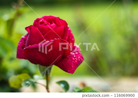 Bright blooming rose blossoming in garden Bright blooming rose blossoming in garden 116069900
