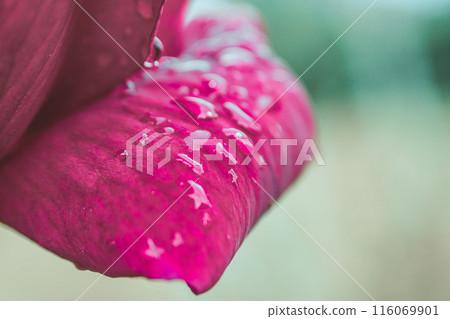 Fresh pink rose petals with waterdrops in nature Fresh pink rose petals with waterdrops in nature 116069901