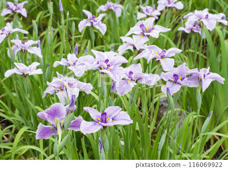 Iris Garden 2 Iris Garden 2 116069922
