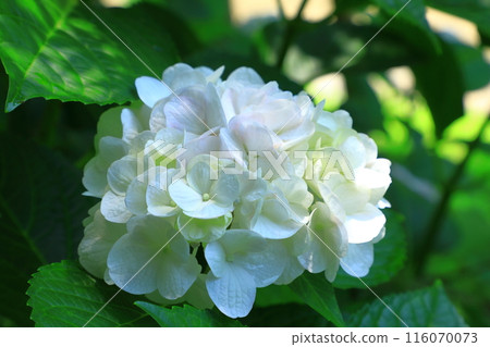 Hydrangea flowers at Osaka Nagai Botanical Garden 116070073