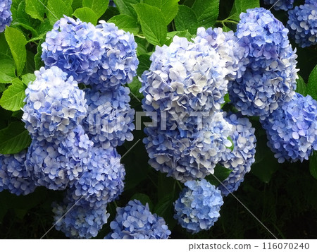 雨季時,繡球花在晴天開花 雨季時,繡球花在晴天開花 116070240