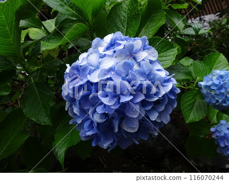 藍色繡球花 藍色繡球花 116070244