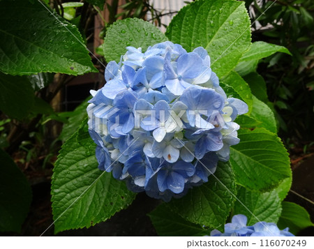 藍色繡球花 藍色繡球花 116070249