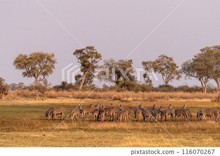 A herd of Zebras roaming the Okavango Delta 116070267