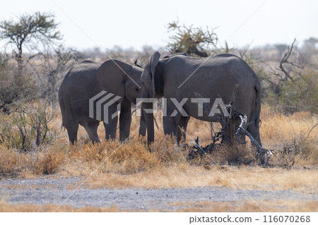 Two Fighting Elephants 116070268