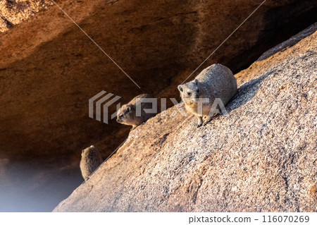 Hyrax near Spitzkoppe 116070269