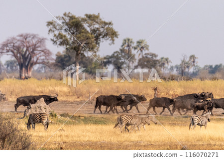 Wildebeest in the Okavango Delta Wildebeest in the Okavango Delta 116070271