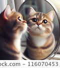 A cat tilting its head curiously while looking in the mirror 116070453