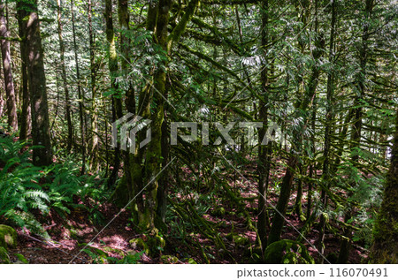 Moss coveered trees in a dense forest 116070491