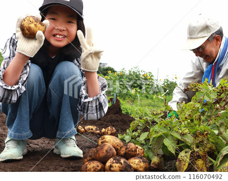 家庭收穫土豆 116070492