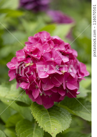 Dark pink hydrangea wet with rain Dark pink hydrangea wet with rain 116070501