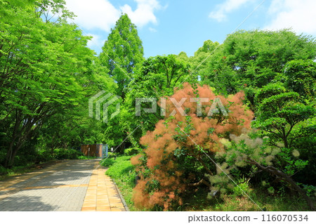 大阪市長井植物園煙樹 116070534