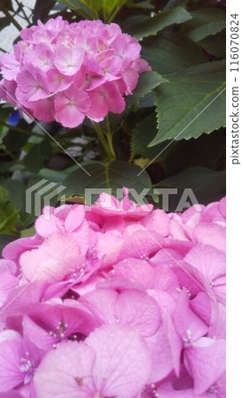 粉紅色的繡球花在雨中濕漉漉的 116070824